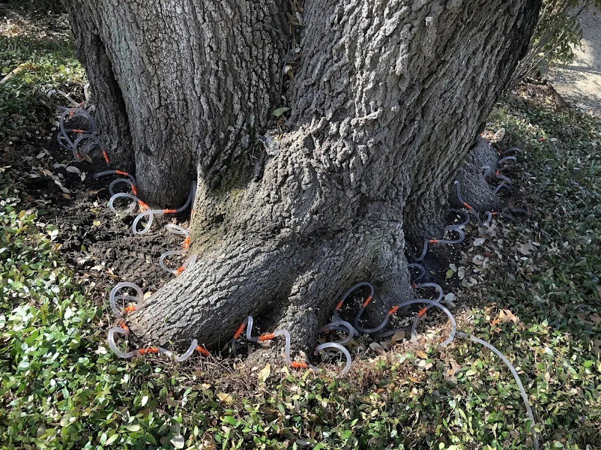 Detailed Tree Cabling and Bracing job site in La Plume