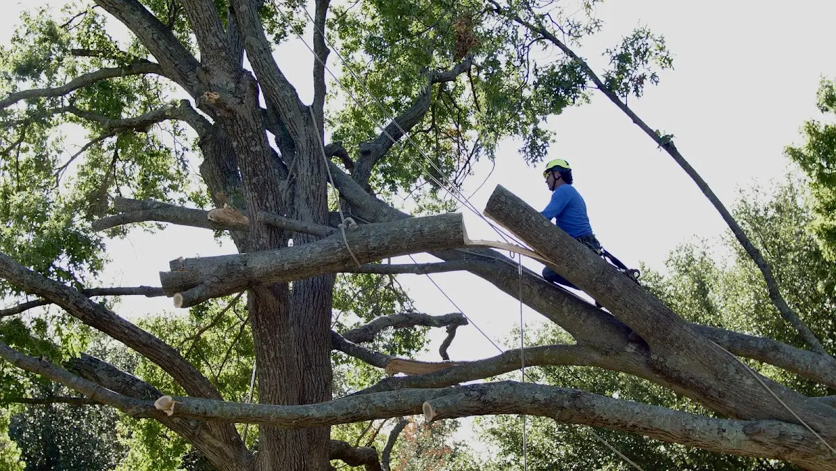 Professional Hazardous Tree Removal performed by certified arborists in La Plume