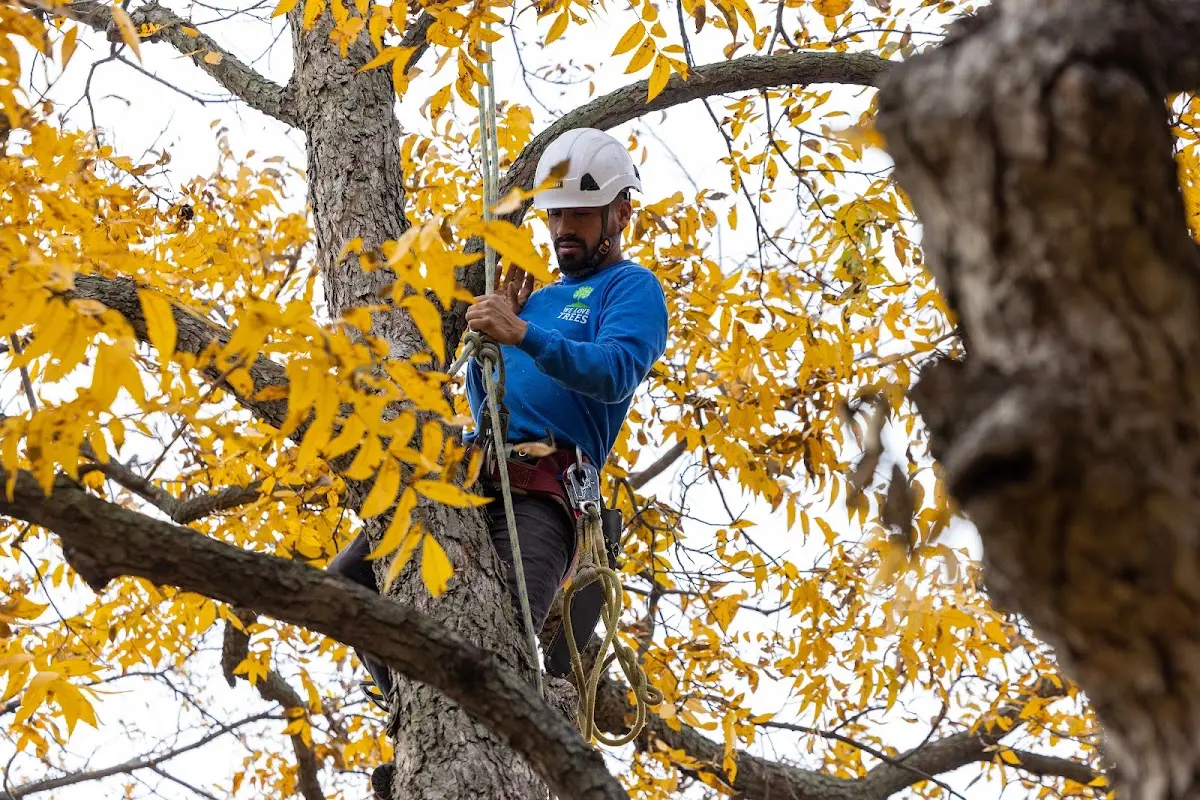 Skilled Storm Damage Cleanup crew working in La Plume